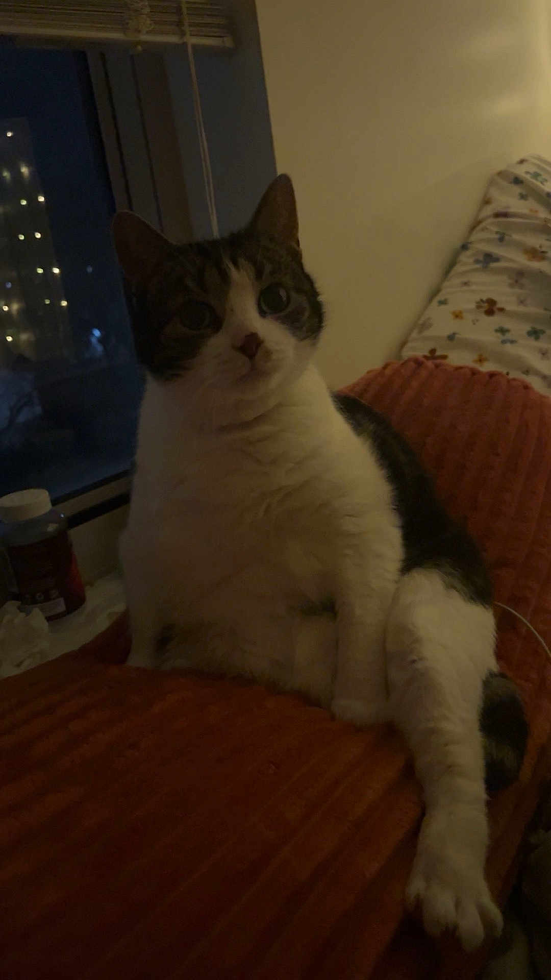 Duchess