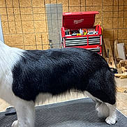 Bunny is registered to the contest to win money with this photo: dog, black_and_white, grooming_table, fur, pet, indoors, workshop, tools, wood_panels, floor, white_paws, side_view, medium_fur, animal, pet_grooming, canine, domestic_animal, fur_texture, standing, no_face_visible