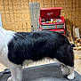 dog, black_and_white, grooming_table, fur, pet, indoors, workshop, tools, wood_panels, floor, white_paws, side_view, medium_fur, animal, pet_grooming, canine, domestic_animal, fur_texture, standing, no_face_visible