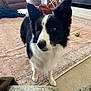 dog, border_collie, black_and_white, pet, indoor, living_room, rug, curious, alert, tennis_ball, fireplace, furniture, window, natural_light, cozy, companion, animal, canine, home, domestic