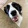 Bunny joined the competition — help win amazing prizes! dog, black_and_white, close_up, tongue_out, happy, pet, indoor, floor, texture, canine, excited, fur, snout, whiskers, animal, playful, domestic, mouth_open, eyes, nose