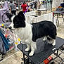 Bunny is registered to the contest to win money with this photo: dog, black_and_white, grooming_table, indoor, people, towels, equipment, show, competition, animal, pet, fur, standing, leash, handler, table, busy, event, canine, medium_size