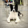 Riv joined the competition — help win amazing prizes! dog, border_collie, black_and_white, leash, indoor, floor, lying_down, pet, canine, animal, focused, ears_up, alert, medium_fur, companion, domestic, background_blur, resting, calm, looking_at_camera