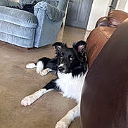 Riv is registered to the contest to win money with this photo: dog, black_and_white, border_collie, indoor, floor, armchair, leather_couch, furniture, pet, relaxed, home_interior, curious, lying_down, ears_up, bright, daylight, door, calm, domestic_animal, companion