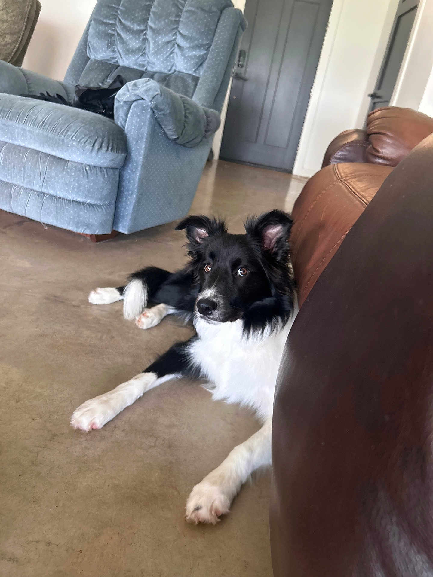 Riv is registered to the contest to win money with this photo: dog, black_and_white, border_collie, indoor, floor, armchair, leather_couch, furniture, pet, relaxed, home_interior, curious, lying_down, ears_up, bright, daylight, door, calm, domestic_animal, companion
