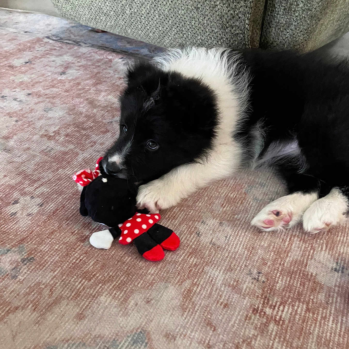 River is registered to the contest to win money with this photo: animal, black_and_white, carpet, chewing, couch, cozy, cute, dog, fur, home, indoor, paw, pet, playful, puppy, relaxed, resting, rug, stuffed_animal, toy