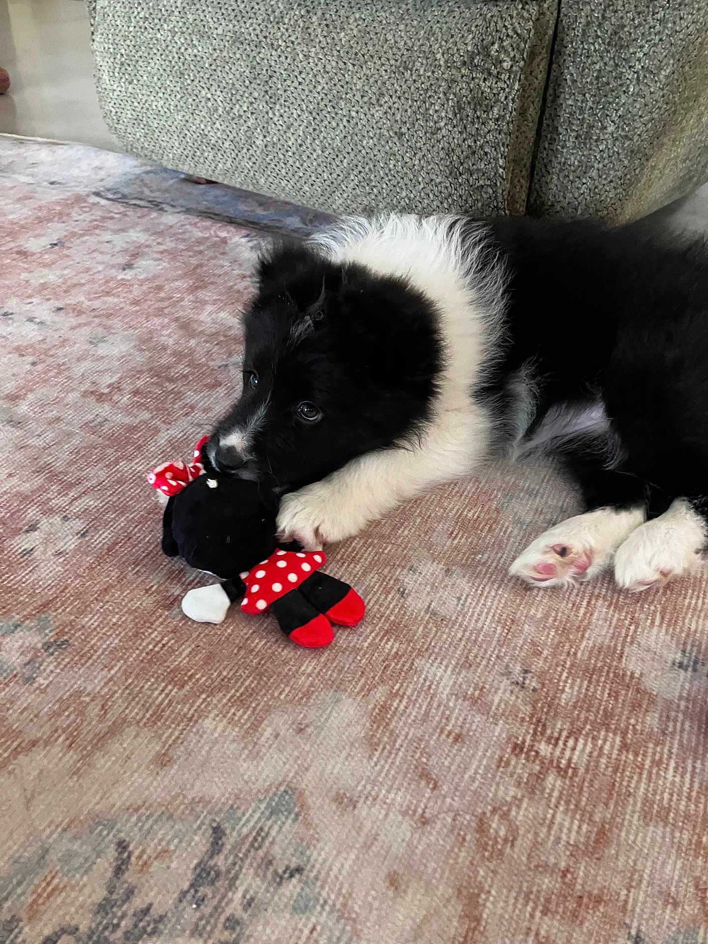 River is registered to the contest to win money with this photo: puppy, dog, toy, stuffed_animal, indoor, rug, black_and_white, chewing, couch, cozy, pet, playful, fur, cute, animal, paw, resting, home, carpet, relaxed