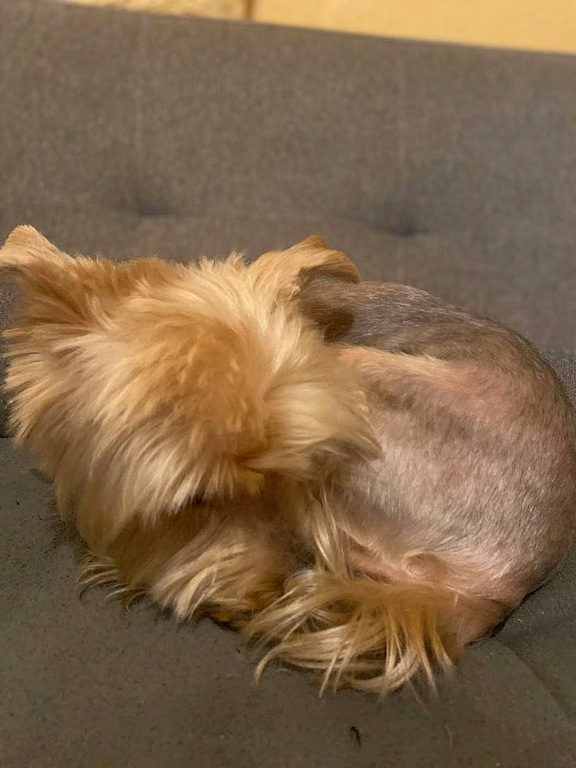 Coquine a rejoint le concours — aidez-le/la à gagner de superbes lots ! australian_terrier, canidae, carnivore, companion_dog, dog, dog_breed, ear, fur, liver, paw, small_terrier, sporting_group, tail, terrier, toy_dog, working_animal