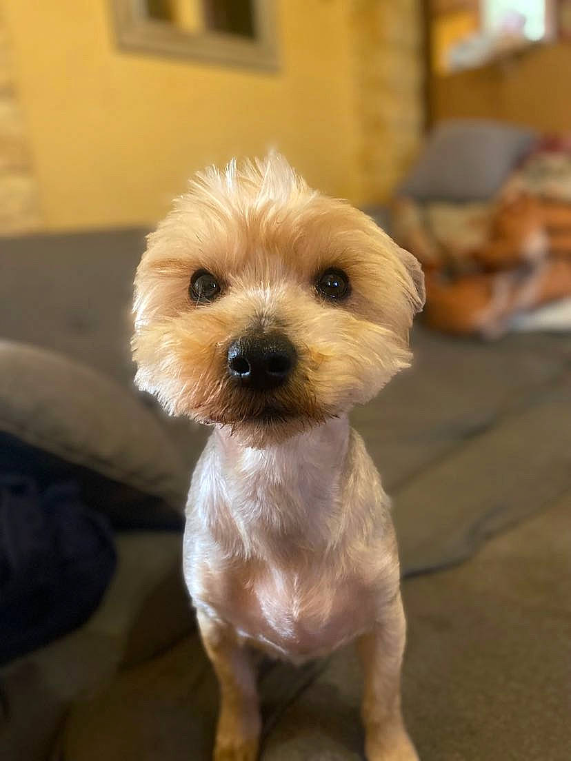 Coquine a rejoint le concours — aidez-le/la à gagner de superbes lots ! carnivore, companion_dog, dog, dog_breed, flooring, fur, labradoodle, liver, maltepoo, non_sporting_group, picture_frame, poodle_crossbreed, puppy_love, shih_poo, small_terrier, terrier, toy_dog, whiskers, wood, working_animal