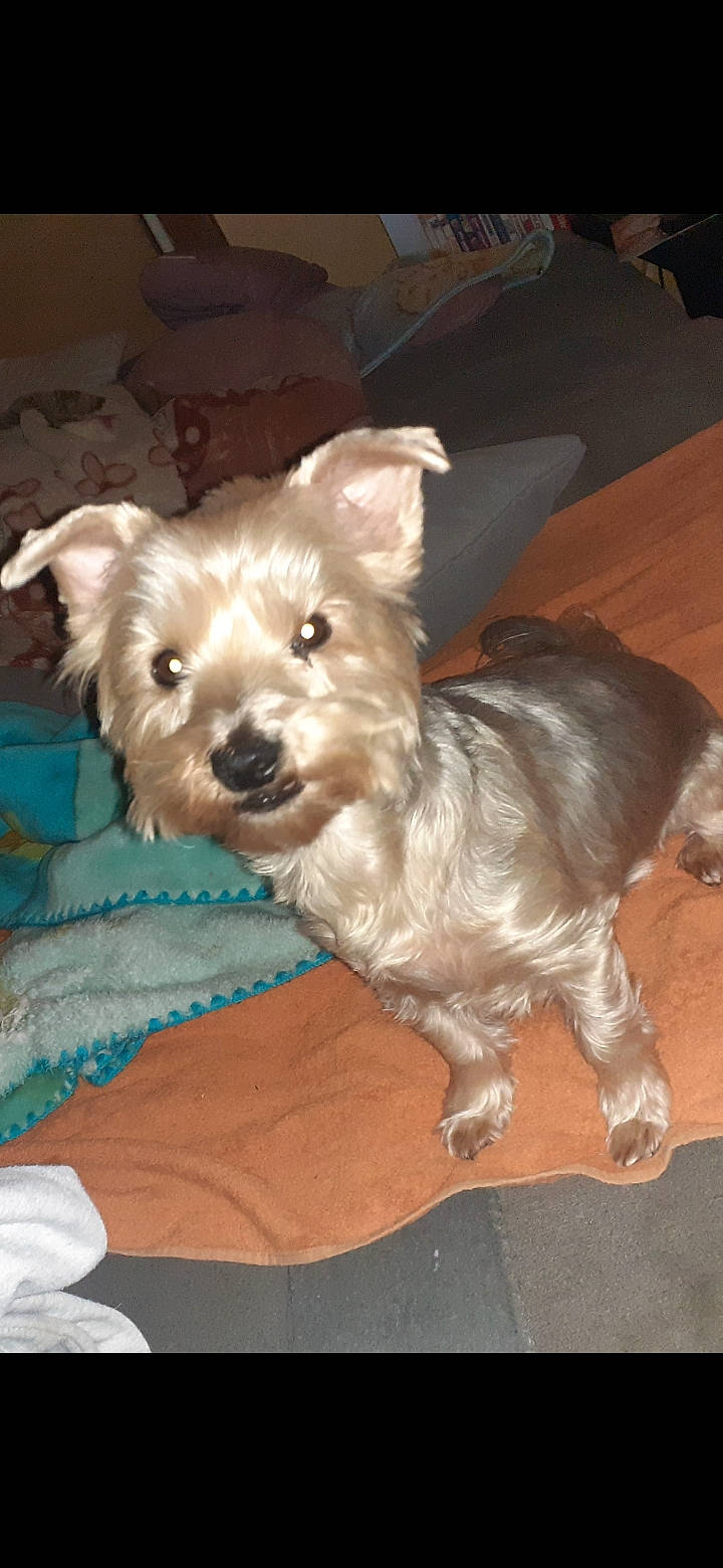 Coquine a rejoint le concours — aidez-le/la à gagner de superbes lots ! biewer_terrier, box, canidae, carnivore, companion_dog, dog, dog_breed, dog_supply, fawn, fur, maltepoo, puppy, small_terrier, snout, sporting_group, tail, terrier, toy_dog, working_animal, yorkipoo