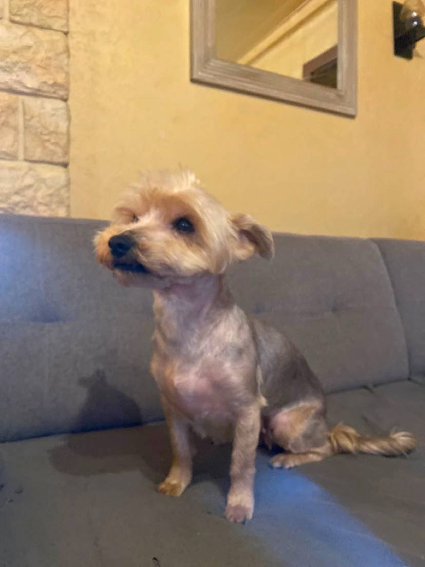 Coquine participe au concours pour gagner de l'argent avec cette photo : carnivore, companion_dog, dog, dog_breed, dog_clothes, fawn, flooring, mirror, picture_frame, sleeper_chair, small_terrier, sporting_group, studio_couch, terrestrial_animal, terrier, toy_dog, wood, working_animal