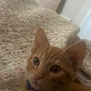 Winston is registered to the contest to win money with this photo: cat, kitten, orange_tabby, bow_tie, pet, whiskers, ears, eyes, quilt, floral_pattern, bed, indoor, cute, close_up, feline, domestic_animal, collar, bell, sleeping_area, curious
