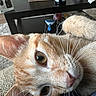 Winston is registered to the contest to win money with this photo: cat, orange_tabby, whiskers, paw, close_up, indoor, furniture, rug, table, relaxed, pet, animal, fur, curious, eye, nose, ear, cozy, domestic, cute