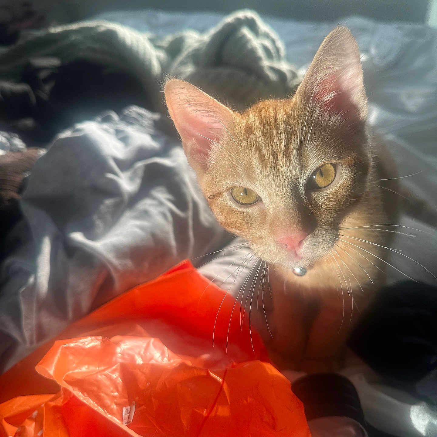 Winston joined the competition — help win amazing prizes! cat, orange_tabby, pet, bed, blanket, sunlight, indoor, collar, curious, yellow_eyes, plastic_bag, soft_light, whiskers, fur, cozy, messy_bed, closeup, animal, domestic_cat, relaxed