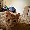 Winston joined the competition — help win amazing prizes! cat, orange_tabby, bed, quilt, collar, bell, fur, whiskers, ears, eyes, indoor, lamp, clothes, furniture, wall, home, cozy, pet, curious, resting