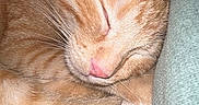 Winston is registered to the contest to win money with this photo: cat, ginger_cat, tabby, sleeping, close_up, fur, whiskers, pink_nose, cozy, pet, domestic_cat, relaxed, cushion, indoor, animal, cute, resting, soft_texture, peaceful, feline