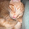cat, ginger_cat, tabby, sleeping, close_up, fur, whiskers, pink_nose, cozy, pet, domestic_cat, relaxed, cushion, indoor, animal, cute, resting, soft_texture, peaceful, feline