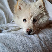 Ice participe au concours pour gagner de l'argent avec cette photo : adorable, animal, blanket, closeup, cozy, cute, dog, ears, face, fluffy, indoor, lying_down, nose, pet, puppy, resting, soft_light, whiskers, white_fur, young_dog