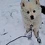animal, cold, curious, cute, dog, fluffy, fur, leash, nature, outdoor, paw_prints, pet, playful, puppy, small, snow, walking, white_fur, winter, young_dog