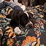 animal, black_and_white, blanket, carpet, comfort, cozy, cute, dog, floral_pattern, fur, home, indoor, lying_down, paw, pet, puppy, relaxed, resting, warm, young_dog