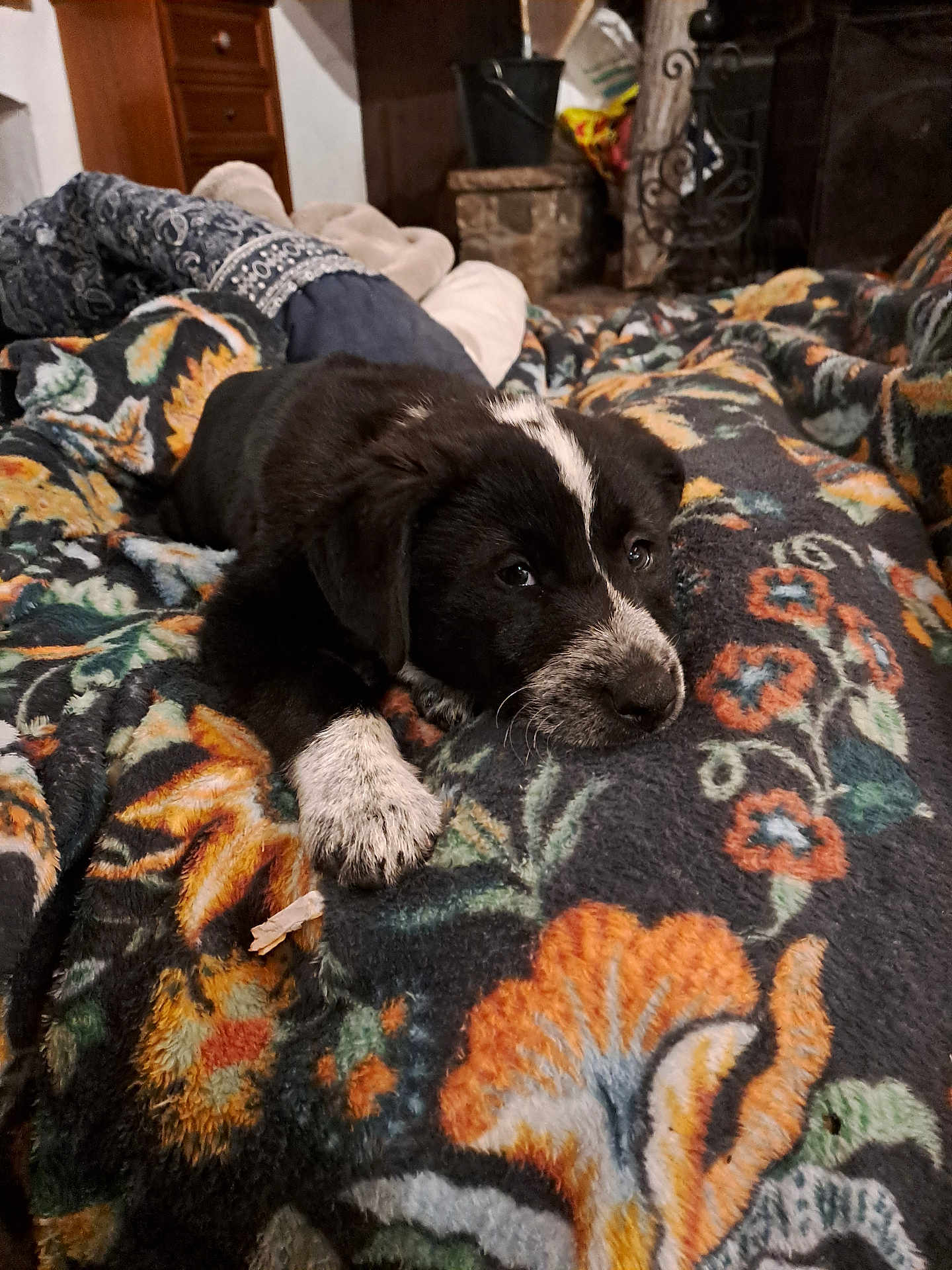 Awen a rejoint le concours — aidez-le/la à gagner de superbes lots ! puppy, dog, black_and_white, blanket, floral_pattern, indoor, cozy, cute, pet, lying_down, paw, fur, resting, home, carpet, warm, animal, young_dog, comfort, relaxed