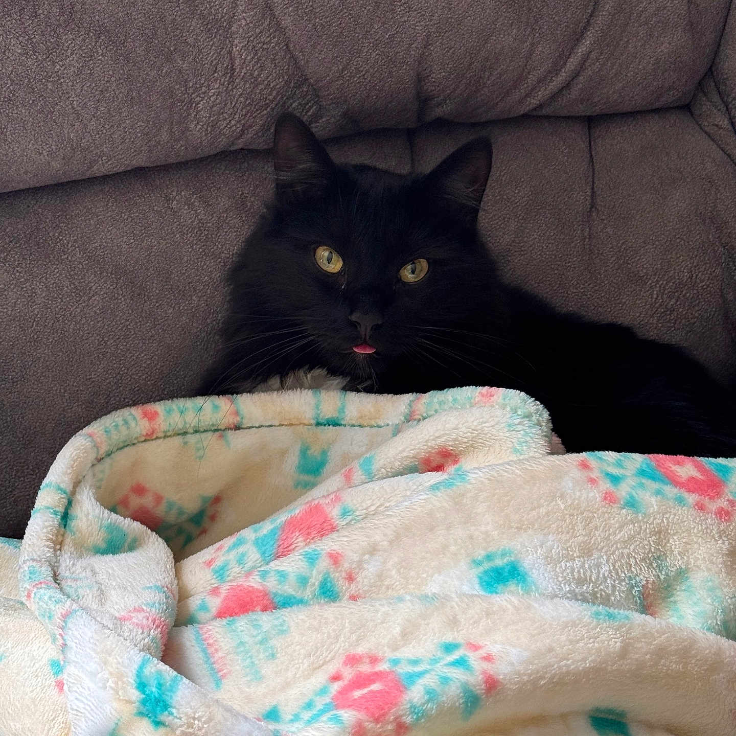 Binx joined the competition — help win amazing prizes! animal, black_cat, blanket, cat, comfort, couch, cozy, cute, feline, fur, home, indoor, pet, playful, relaxing, resting, snug, soft_texture, tongue_out, yellow_eyes