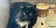 Binx joined the competition — help win amazing prizes! cat, black_cat, white_paw, yellow_eyes, couch, gray_couch, indoor, tray, wooden_tray, glass, decorative_pumpkin, candle, fall_theme, cozy, pet, fur, relaxed, sitting, furniture, home