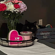 Binx joined the competition — help win amazing prizes! cat, black_cat, flowers, vase, heart_sign, tray, table, indoor, decor, plant, pink, white, green, toy_crate, furniture, pet, animal, eyes, cozy, background