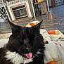 Binx joined the competition — help win amazing prizes! cat, black_cat, tongue_out, pet, indoor, blanket, living_room, fireplace, flooring, furniture, television, kitchen, cabinet, cozy, resting, fur, whiskers, ears, household, relaxed