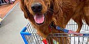 Memphis is registered to the contest to win money with this photo: dog, golden_retriever, shopping_cart, store, clothing, aisle, pet, leash, happy, tongue_out, indoor, retail, smiling, animal, cute, fur, canine, friendly, commerce, shopping