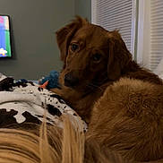 Memphis is registered to the contest to win money with this photo: dog, brown_dog, blanket, indoor, pet, fur, window_blinds, calm, resting, bedroom, cozy, animal, domestic, looking_back, furry, companion, soft_lighting, relaxed, home, cute