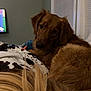 dog, brown_dog, blanket, indoor, pet, fur, window_blinds, calm, resting, bedroom, cozy, animal, domestic, looking_back, furry, companion, soft_lighting, relaxed, home, cute