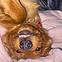 Memphis joined the competition — help win amazing prizes! dog, golden_retriever, upside_down, smiling, teeth, black_nose, fur, blanket, pink, cozy, cute, pet, animal, whiskers, sleeping_area, relaxed, indoors, fluffy, close_up, playful