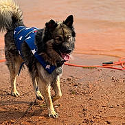 Apollo joined the competition — help win amazing prizes! dog, life_vest, water, sand, outdoor, animal, pet, canine, fur, tongue, happy, nature, shore, summer, daylight, playing, adventure, mammal, blue, stars