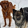 dog, snow, outdoor, winter, animal, canine, fur, pet, nature, cold, mammal, portrait, looking, two_dogs, brown_dog, grey_dog, snowflakes, standing, furry, ears