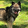 Apollo is registered to the contest to win money with this photo: dog, canine, animal, pet, outdoor, grass, sunlight, happy, tongue_out, fur, ears, collar, nature, smiling, muzzle, walking, shadow, daylight, portrait, friendly