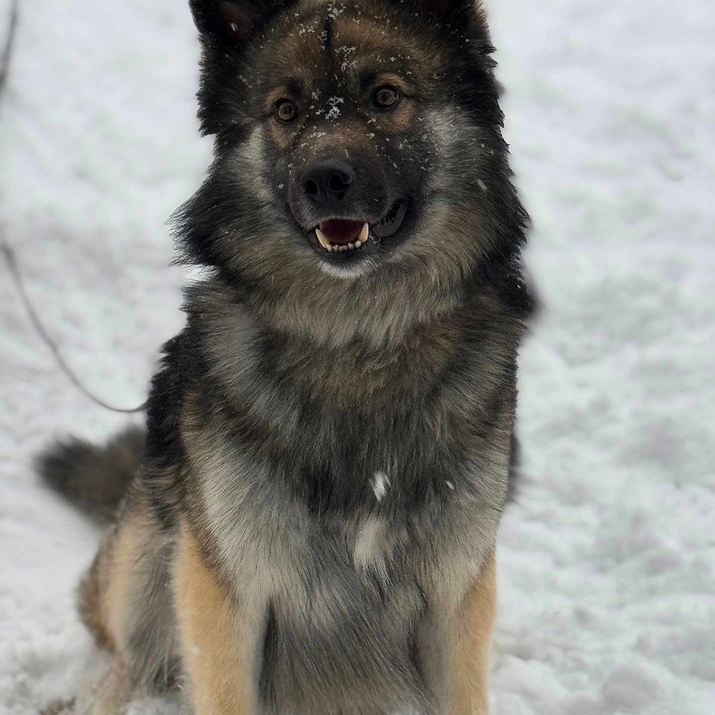 Apollo