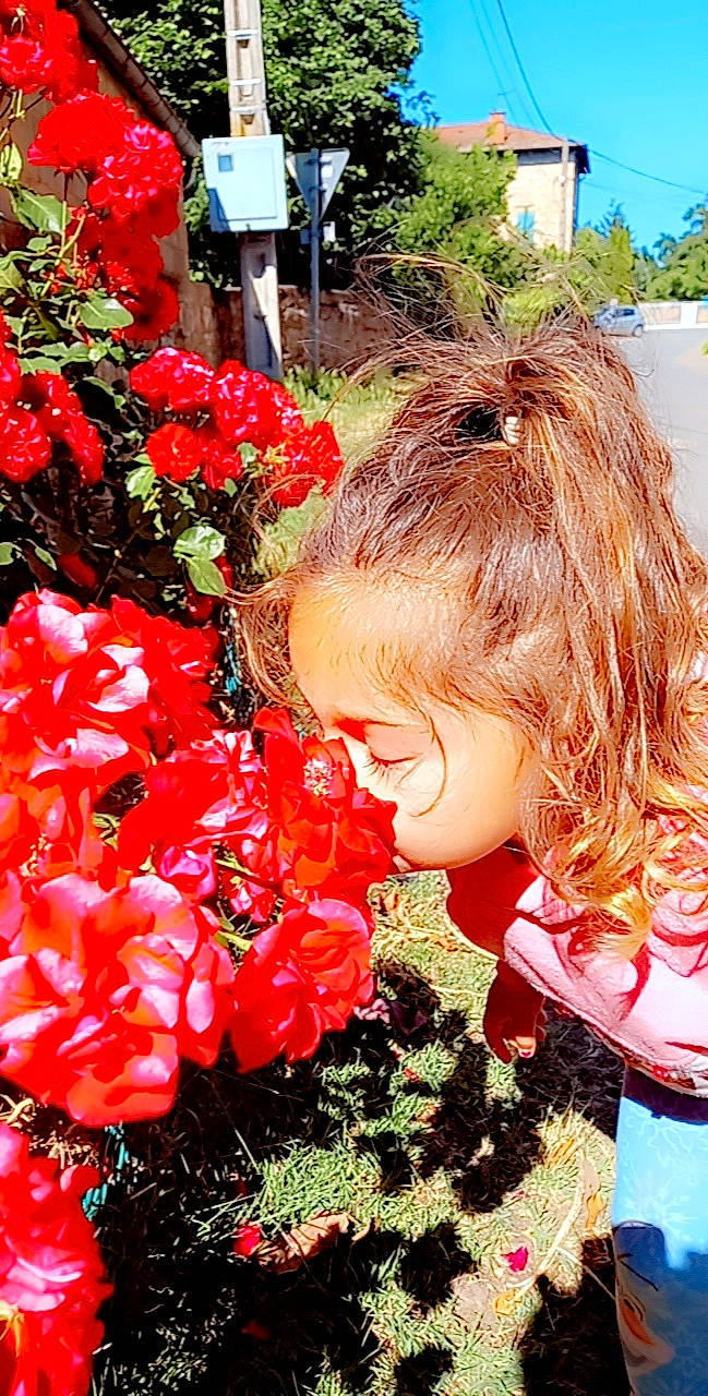 Kylana a rejoint le concours — aidez-le/la à gagner de superbes lots ! annual_plant, carmine, cut_flowers, floral_design, floristry, flower, flower_arranging, flowering_plant, garden, grass, groundcover, happy, people_in_nature, person, petal, plant, red, rose_family, rose_order, shrub