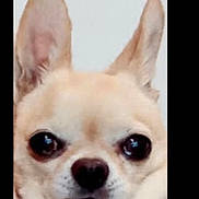 Alfie is registered to the contest to win money with this photo: animal, black_nose, chihuahua, close_up, cream_fur, dark_eyes, dog, ears, face, fluffy, indoor, pet, photography, portrait, sad_expression, serious_expression, short_fur, small_dog, symmetrical, upright_ears