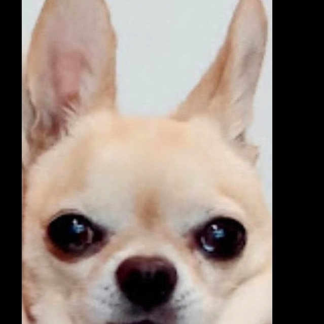 Alfie