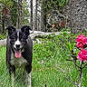 Blacky participe au concours pour gagner de l'argent avec cette photo : dog, black_and_white, tongue_out, forest, trees, greenery, grass, pink_flowers, nature, outdoor, animal, pet, canine, happy, playful, summer, sunlight, wildflowers, trunk, bush