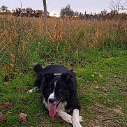 Blacky a rejoint le concours — aidez-le/la à gagner de superbes lots ! animal, autumn, black_and_white, canine, cloudy, dog, fall, field, grass, happy, leafless_tree, nature, outdoor, path, pet, playful, relaxing, sky, tongue_out, tree