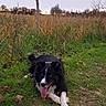 dog, black_and_white, tongue_out, grass, path, outdoor, nature, tree, leafless_tree, field, sky, cloudy, canine, animal, pet, relaxing, fall, autumn, happy, playful