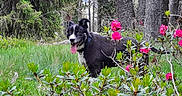 Blacky participe au concours pour gagner de l'argent avec cette photo : dog, black_and_white, tongue_out, greenery, forest, trees, flowers, pink_flowers, grass, outdoor, nature, happy, pet, canine, collar, bushes, spring, summer, playful, animal
