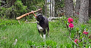 Blacky participe au concours pour gagner de l'argent avec cette photo : active, animal, canine, daylight, dog, flowers, forest, fun, grass, greenery, happy, nature, outdoor, pet, pink_flowers, playing, stick, summer, trees, wildlife