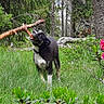 Blacky participe au concours pour gagner de l'argent avec cette photo : dog, playing, forest, greenery, stick, grass, outdoor, nature, trees, flowers, pink_flowers, animal, pet, canine, summer, daylight, wildlife, happy, active, fun