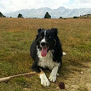 Blacky a rejoint le concours — aidez-le/la à gagner de superbes lots ! dog, black_and_white, border_collie, tongue_out, grass, field, mountains, sky, clouds, outdoor, nature, animal, pet, happy, playing, landscape, summer, canine, resting, walk