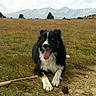 dog, black_and_white, border_collie, tongue_out, grass, field, mountains, sky, clouds, outdoor, nature, animal, pet, happy, playing, landscape, summer, canine, resting, walk