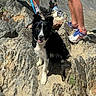 adventure, animal, black_and_white, border_collie, canine, dog, happy, hiking, leash, legs, mountain, nature, outdoor, pet, rocky_terrain, shoes, summer, sunlight, tongue_out, walking