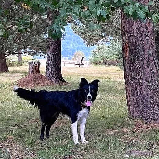 Ella